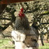 chicken boy