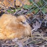 Oregonsilkie