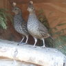europe-quail