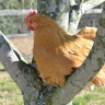 alInaschickens