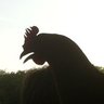 Chixine