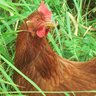 luvmychickens12