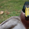 dannny the duck
