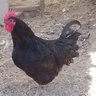 RiverWalkFarm