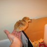 kaziopeeps