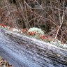 Native garden