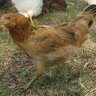 rainchick