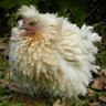silkiebantam