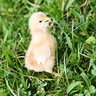 nola chick