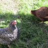 SacCityChickens