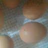 TonisChickens