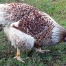 mrsthickchick