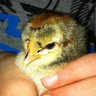 SimiChickMama