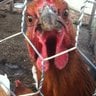 InsaneChicken