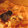 maskedchicken