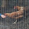 AuntyCluck