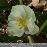 Mayapples