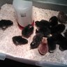 4hchicmom