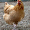 LeChickens