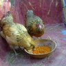harejonze
