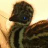 EmusandLovinem