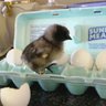 Unred Hen