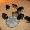 chicktoria
