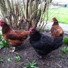 ChickenLady2012