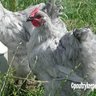 dirtybirdskyhag
