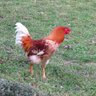 TMFarm