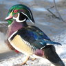 ANMwoodducks