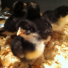 chick-em