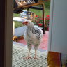 peck peck peck