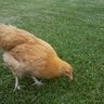 mi chicken