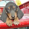 pet lover