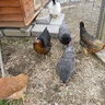 Durrus-Coop