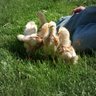 ApollosonAcres