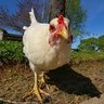 btownchicken