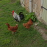 Mamanpoule