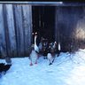 Gans