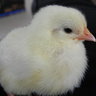 blondechick03