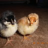 chickinlittle