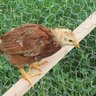 Chicken Chatter