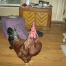 anitehawk