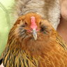 Cilla