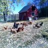 hobby farm