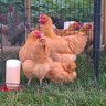 poultrypharmer