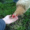 New2Chikns