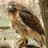 FourHawks
