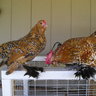 ChickenMaster98